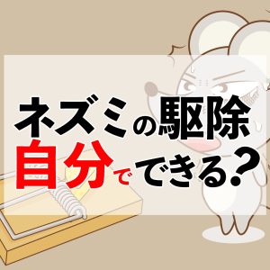 素手で触らないで！ネズミの生態と駆除方法を徹底解説！