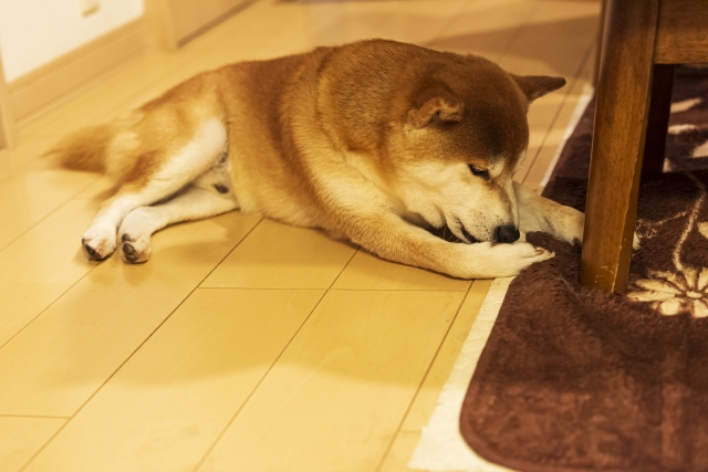 カーペットと柴犬