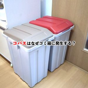 コバエを撃退！ゴミ箱からの発生原因と効果的な対策方法