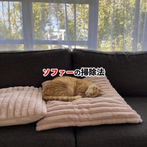 毎日使うソファーを清潔に！掃除のコツと注意点