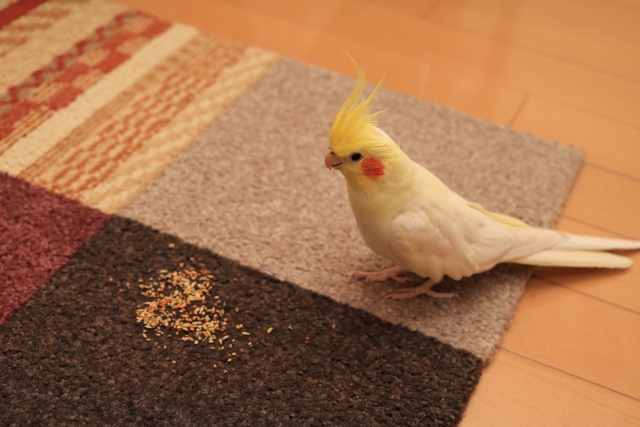カーペットとインコ