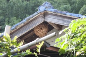 屋根裏の蜂の巣
