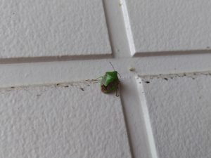 カメムシ