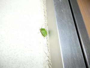 カメムシ