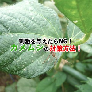 刺激を与えたらNG！効果的なカメムシの対策方法を紹介