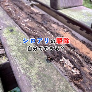 シロアリの駆除は自分で出来る？シロアリの被害と駆除方法を徹底解説