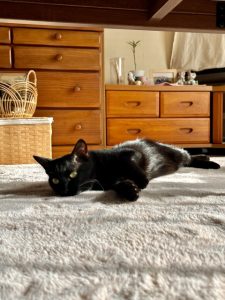 カーペットとねこ 